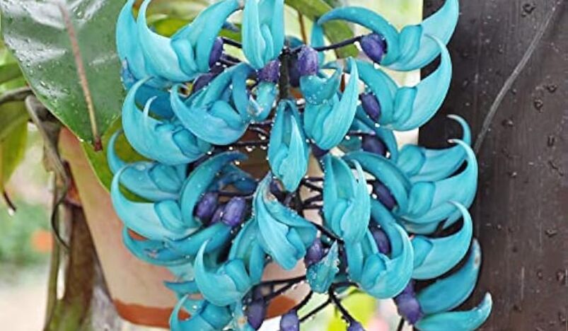 Jade Vine flower
